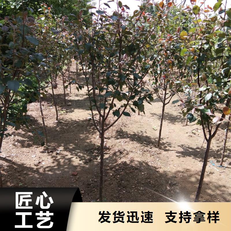 【苹果樱桃苗多行业适用】附近品牌