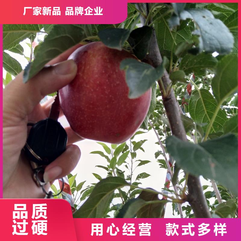 【苹果-石榴树全品类现货】同城品牌