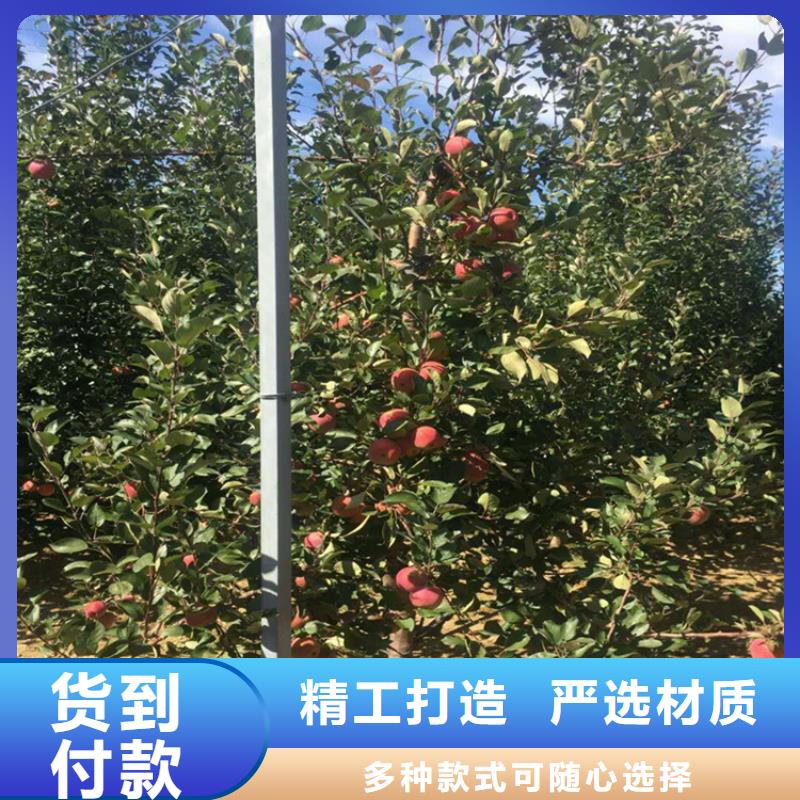 苹果苹果苗好货直销当地生产商