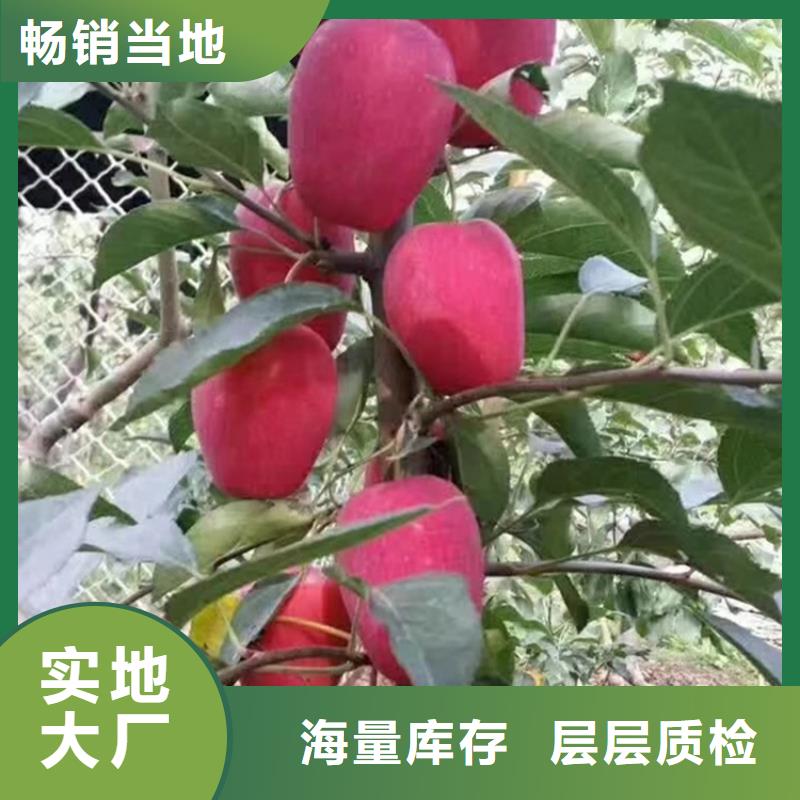 苹果_苹果苗真材实料工艺层层把关