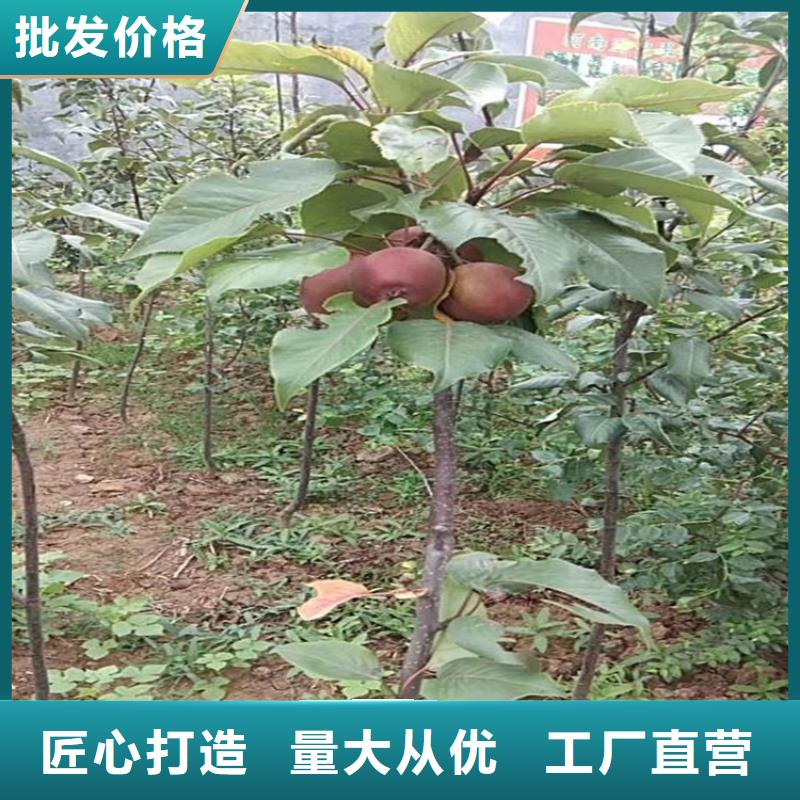 苹果樱桃苗客户好评工厂批发