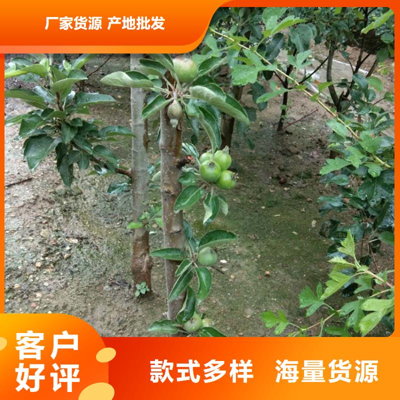 【苹果_梨树苗产地批发】检验发货