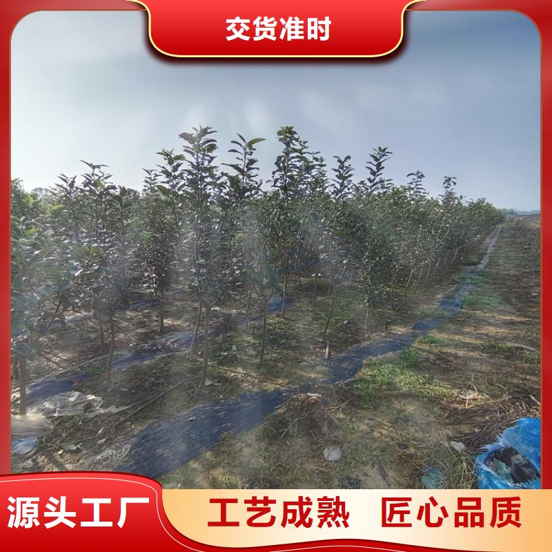 梨树苹果苗精心选材当地制造商