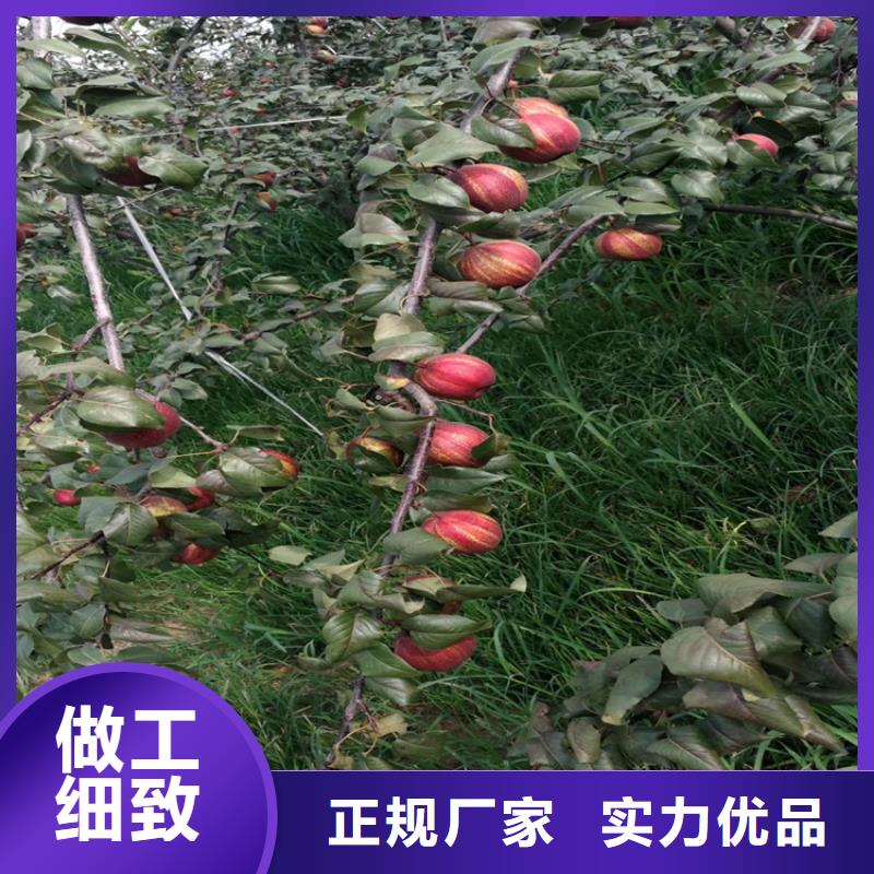 梨树,【蓝莓苗】专业信赖厂家加工定制