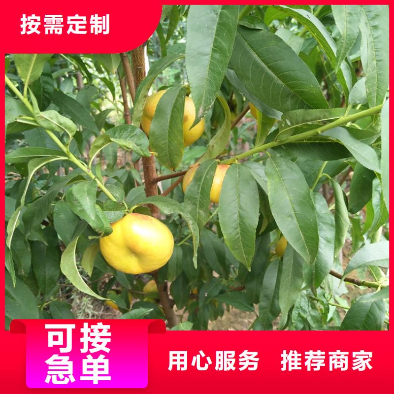 桃,【蓝莓苗】直销厂家随心所欲定制