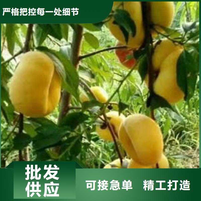 桃,无花果苗质检合格发货附近公司