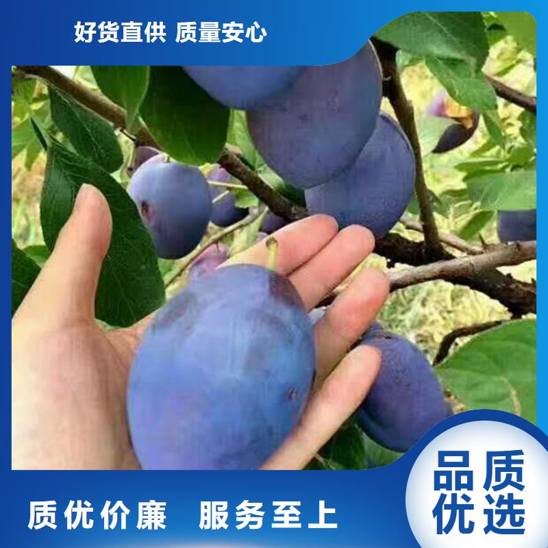 【李子】樱桃苗服务周到本地公司