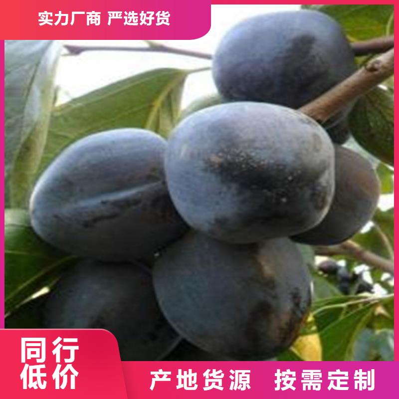 【柿子】无花果苗推荐厂家来图定制量大从优