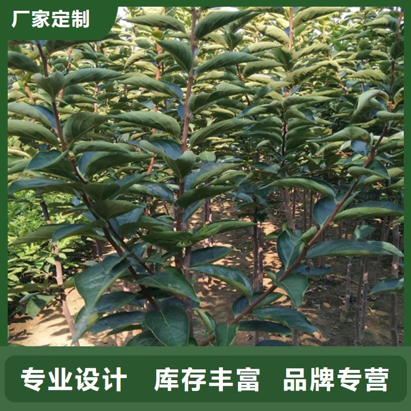 【柿子苹果苗对质量负责】源头工厂