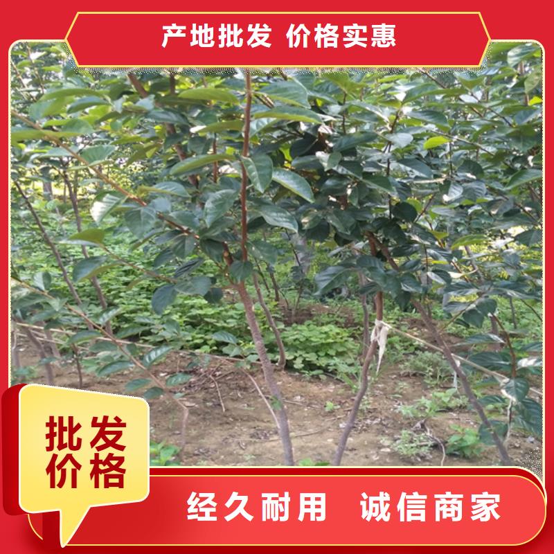 柿子无花果苗源头工厂价格公道合理