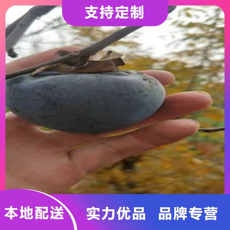 柿子_苹果苗现货满足大量采购售后无忧