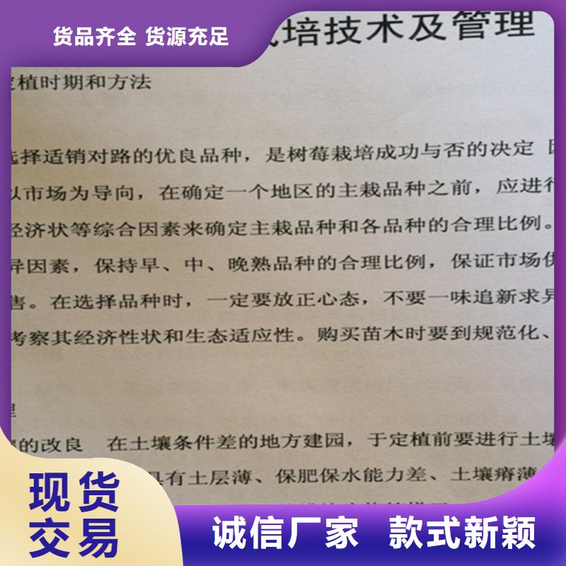 树莓桃树苗厂家直接面向客户种类多质量好