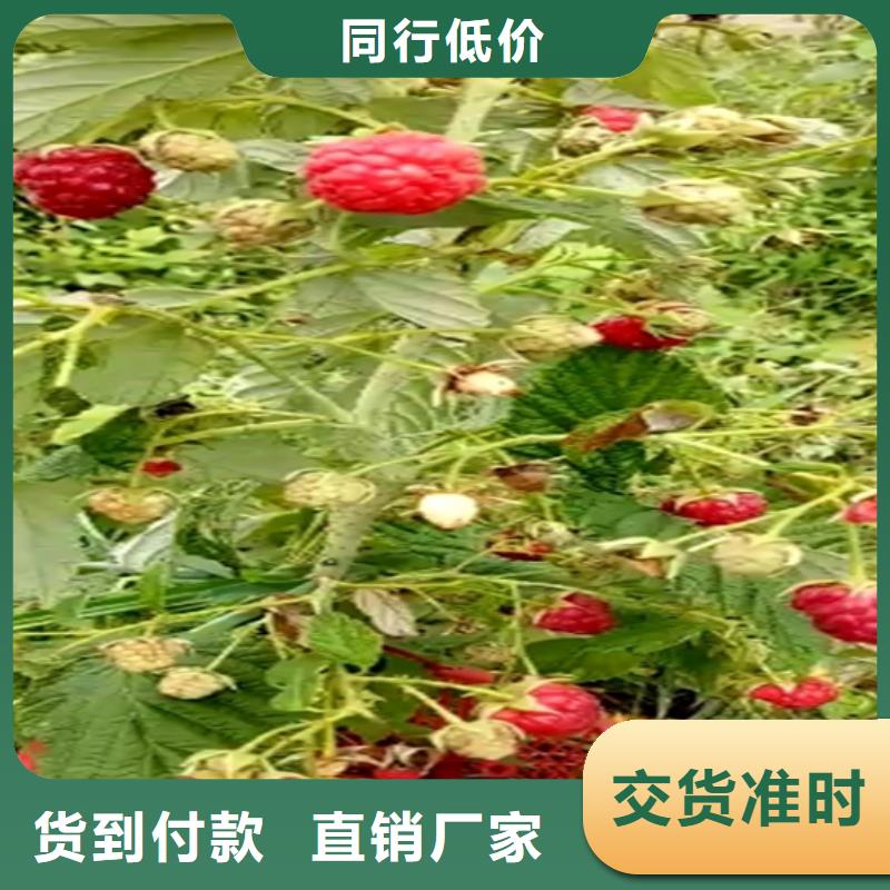 树莓【苹果苗】现货充足量大优惠产地源头好货