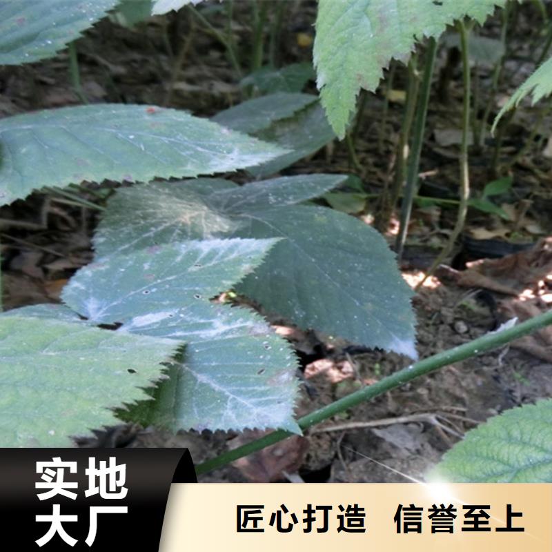 【树莓苹果苗品质有保障】本地服务商