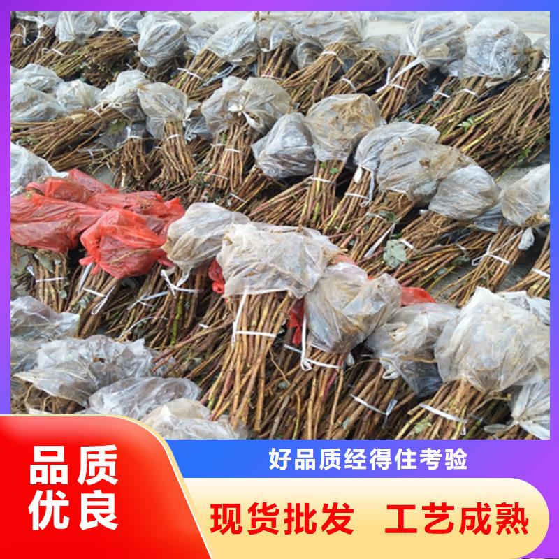 ​树莓桃树苗满足客户所需严格把关质量放心