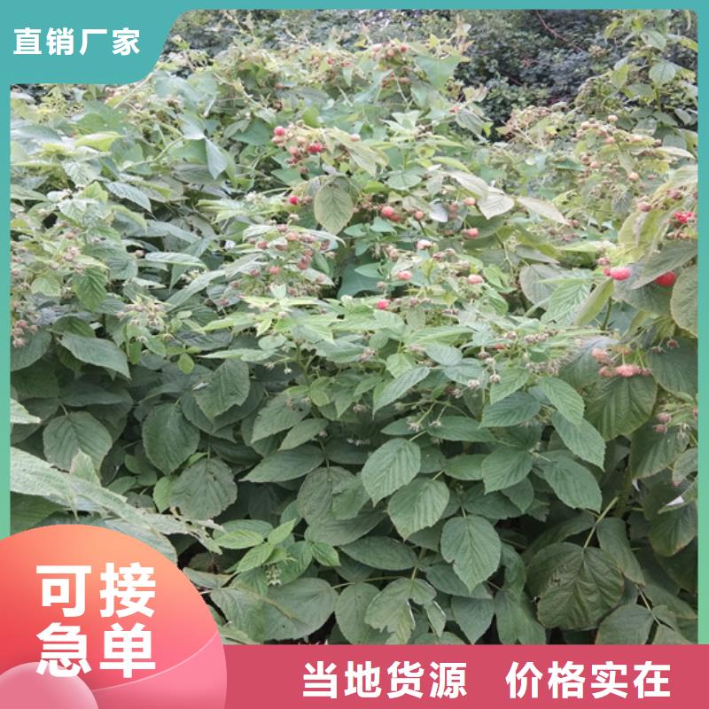 树莓蓝莓苗品质可靠种类齐全