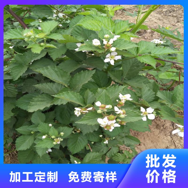 树莓奶油草莓信誉有保证拒绝中间商