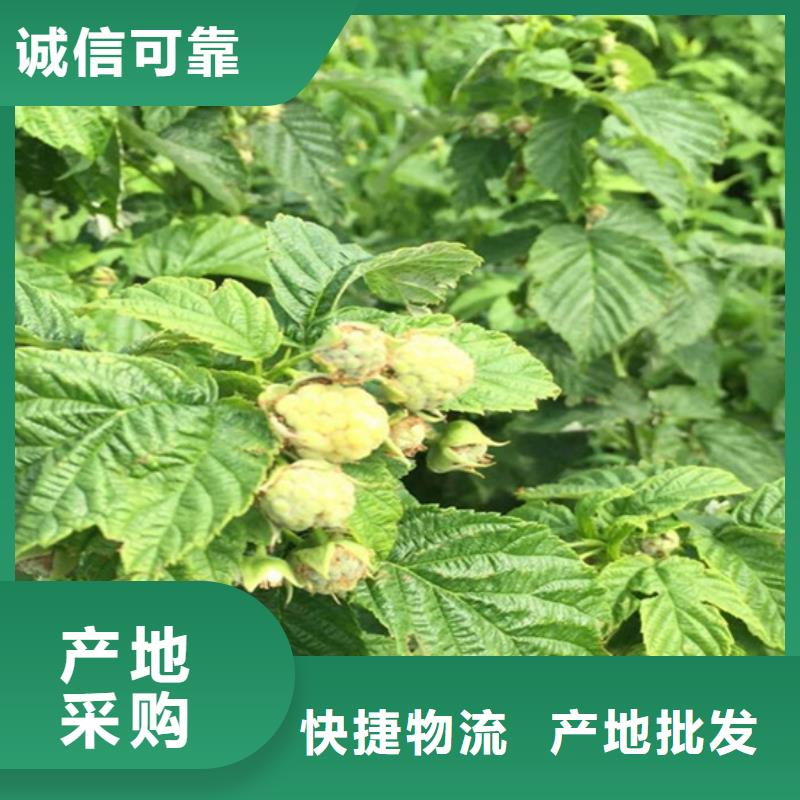 【树莓苹果苗细节之处更加用心】采购