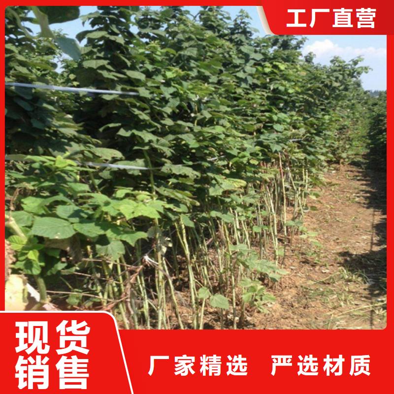 树莓石榴树支持大批量采购源头工厂量大优惠