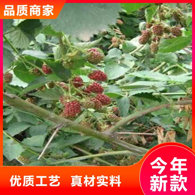 树莓苹果苗24小时下单发货精选优质材料