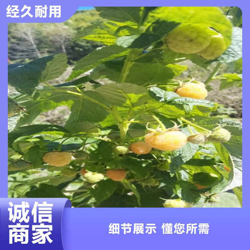 树莓【苹果苗】可接急单当地货源