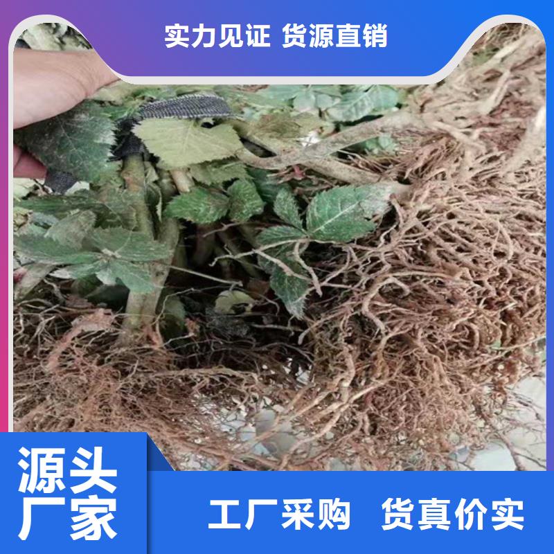 树莓石榴树真正的源头厂家工厂直销