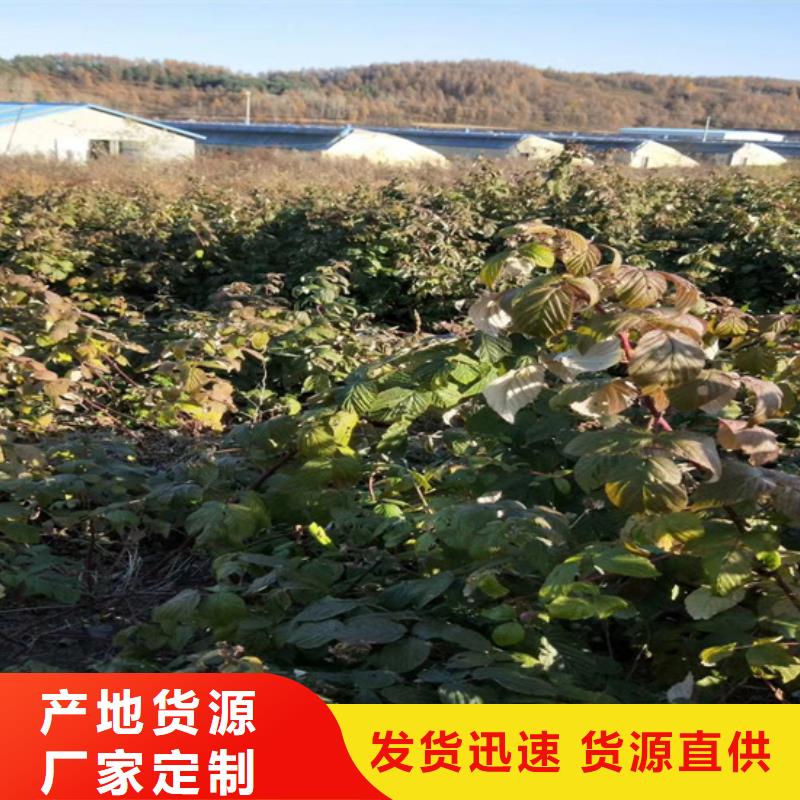 树莓樱桃苗源头工厂量大优惠选择我们选择放心