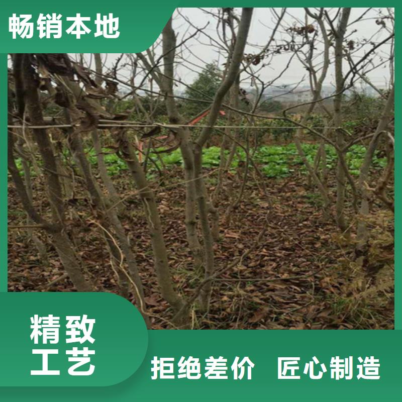 碧根果桃树苗厂家型号齐全本地生产厂家