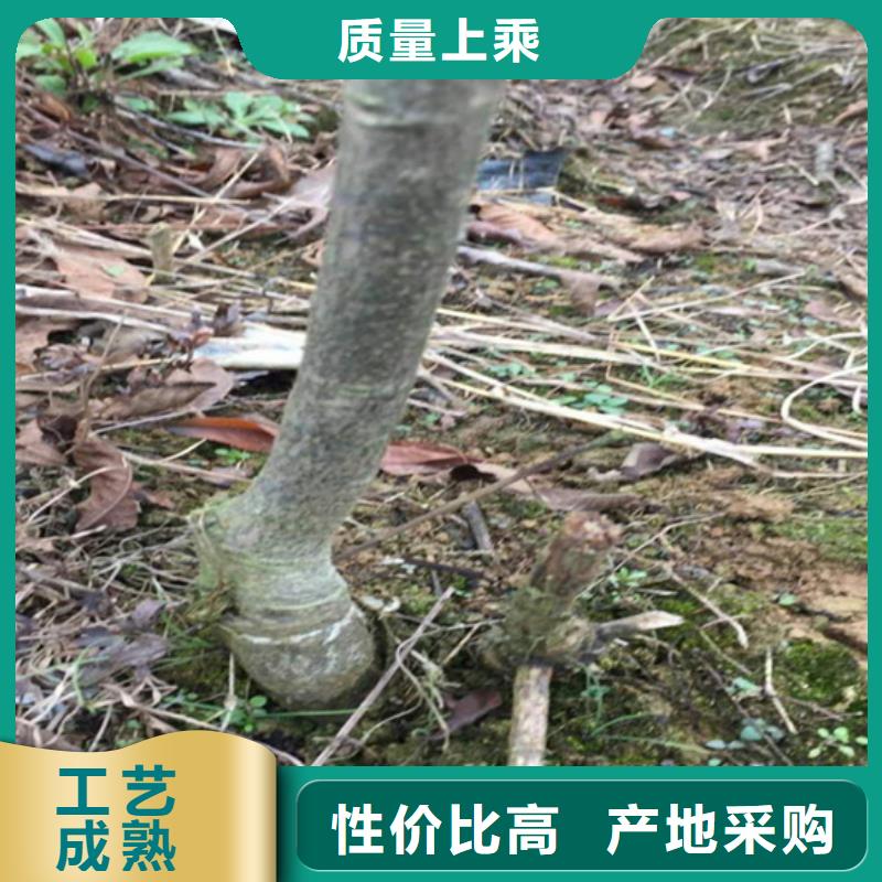 碧根果梨树苗出厂价质量检测