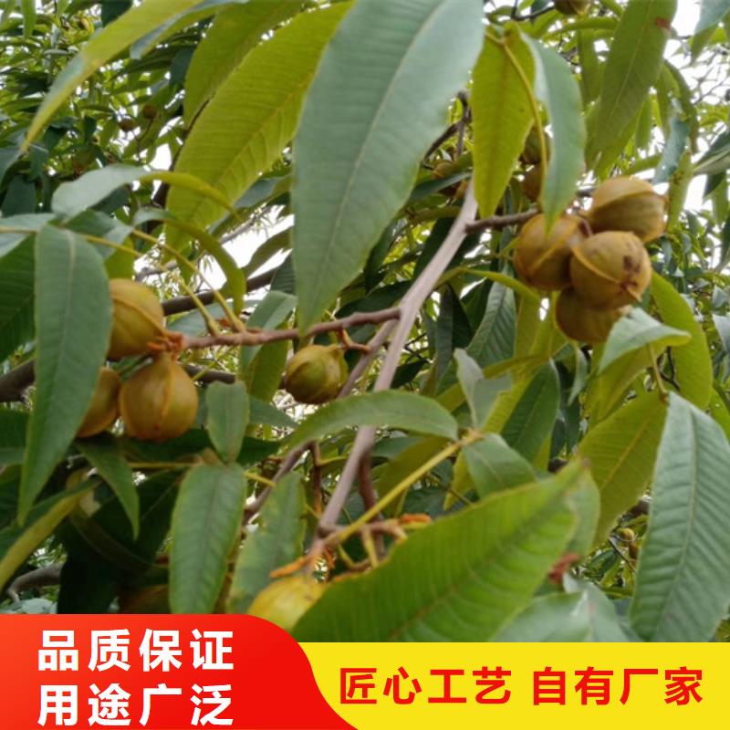 碧根果蓝莓苗专业按需定制省心又省钱