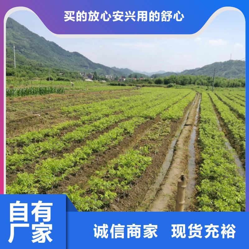 碧根果【西瓜苗】批发价格客户满意度高