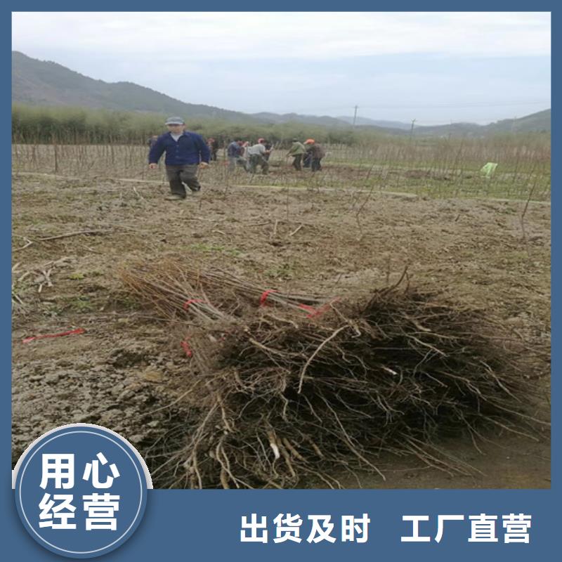 【碧根果樱桃苗质量检测】买的放心