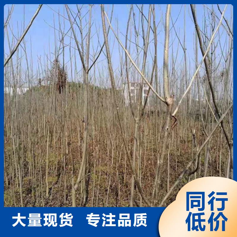 【碧根果】,苹果苗厂家货源稳定精益求精