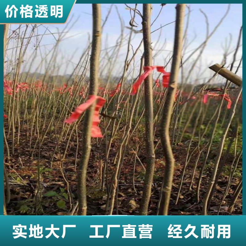 碧根果_无花果苗源头厂商同城品牌