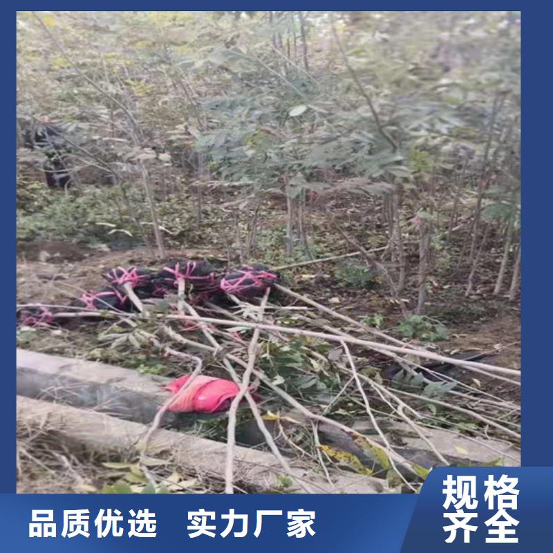 【碧根果】苹果苗实力见证附近品牌