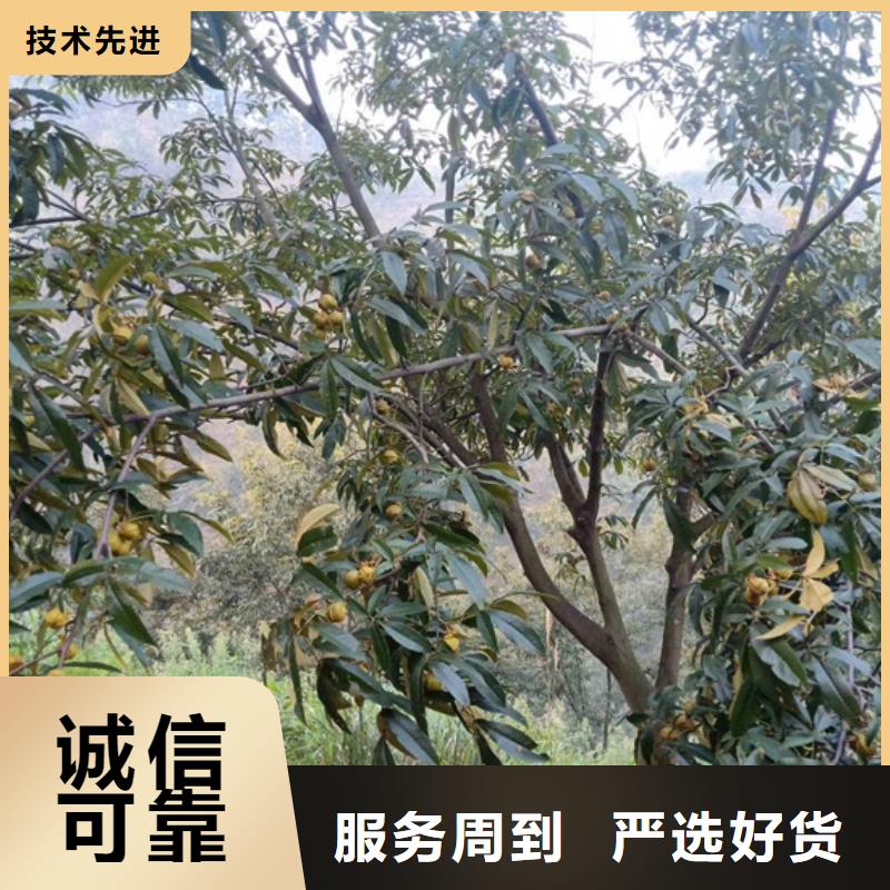 碧根果_梨树苗现货销售支持大小批量采购