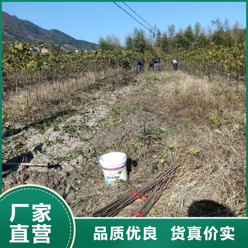 碧根果梨树苗厂家直销售后完善大厂家实力看得见