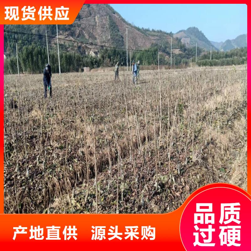 碧根果无花果苗订制批发品质值得信赖