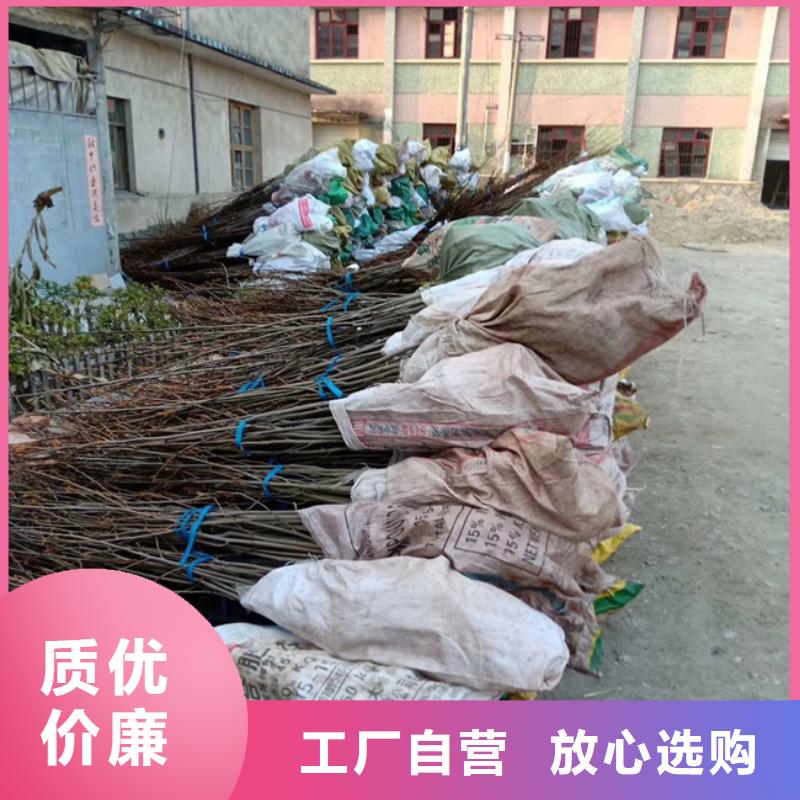 【碧根果桃树苗做工精细】定制零售批发