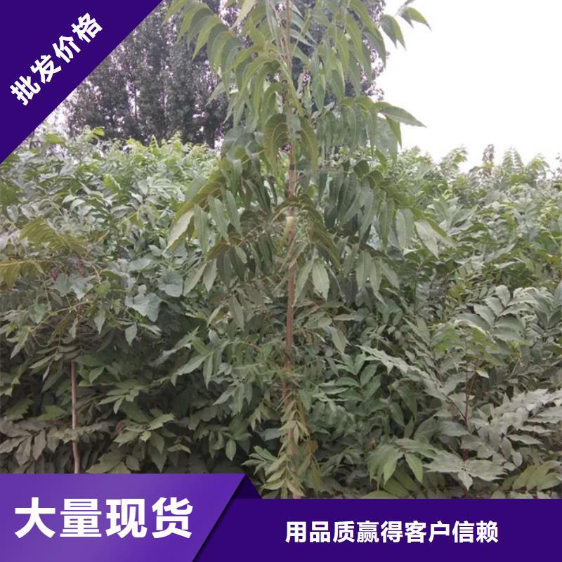 碧根果【苹果苗】拒绝伪劣产品厂家质量过硬