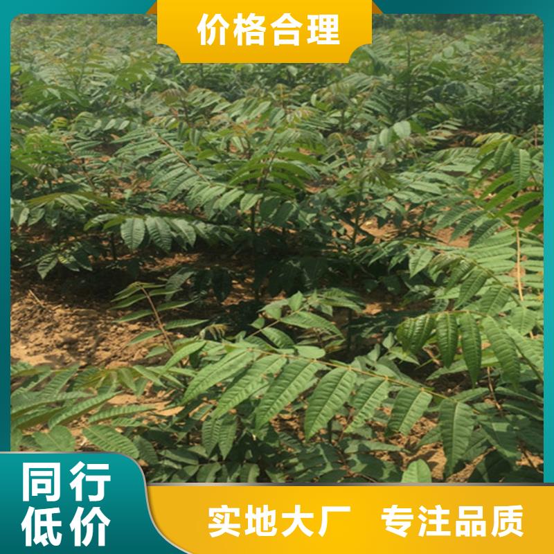 香椿石榴树多种工艺信誉有保证