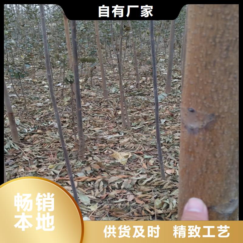 香椿_板栗苗诚信商家款式多样