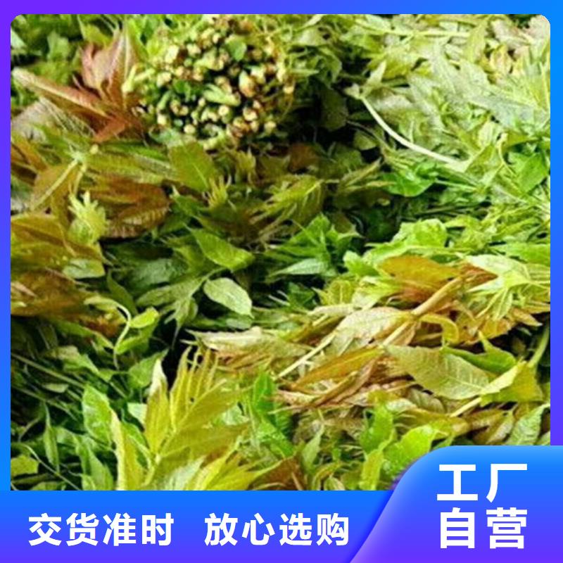 香椿-蓝莓苗资质认证老品牌厂家