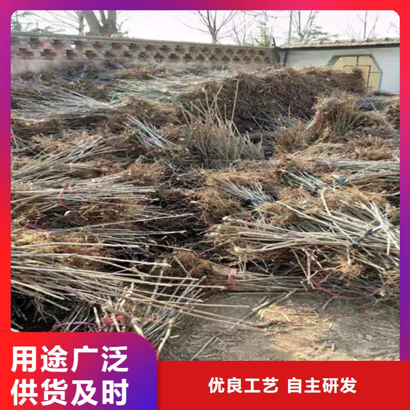 【香椿李树苗产地厂家直销】行业优选