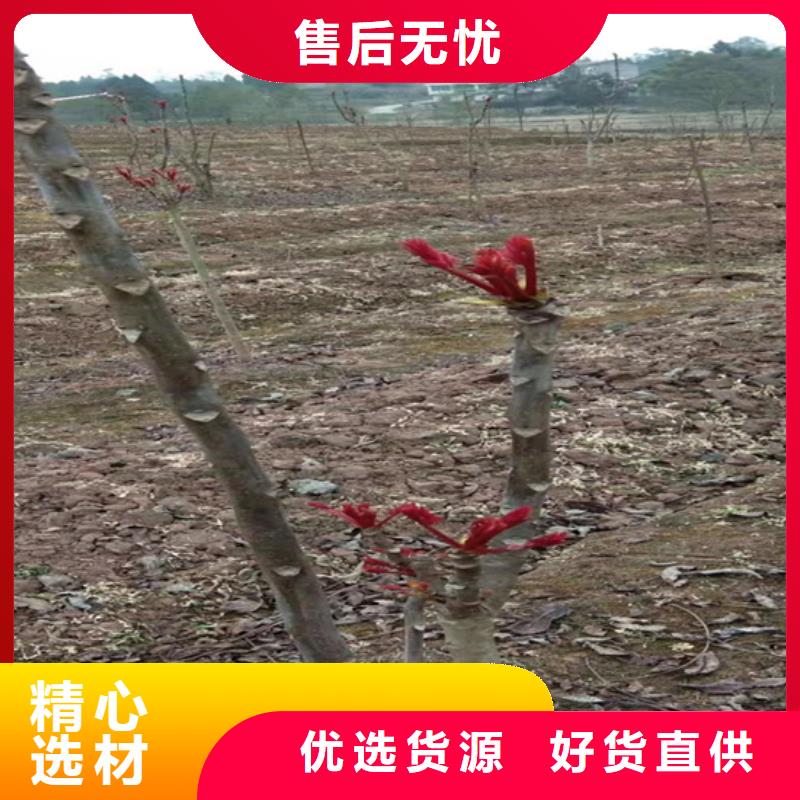 香椿-无花果苗精品选购本地服务商