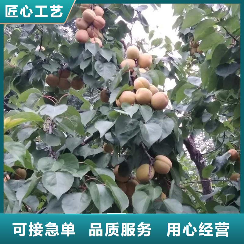 【杏苹果苗厂家大量现货】库存量大