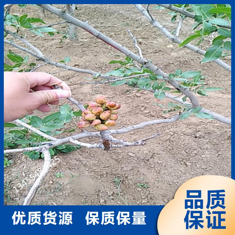 开心果【苹果苗】质量牢靠助您降低采购成本