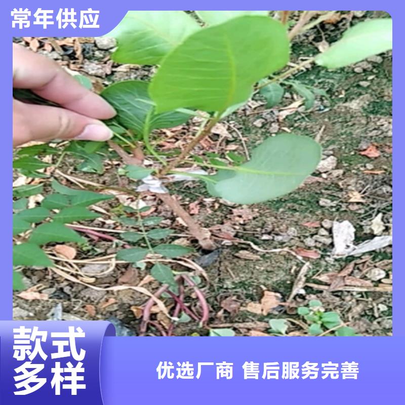 【开心果】苹果苗匠心工艺厂家直销