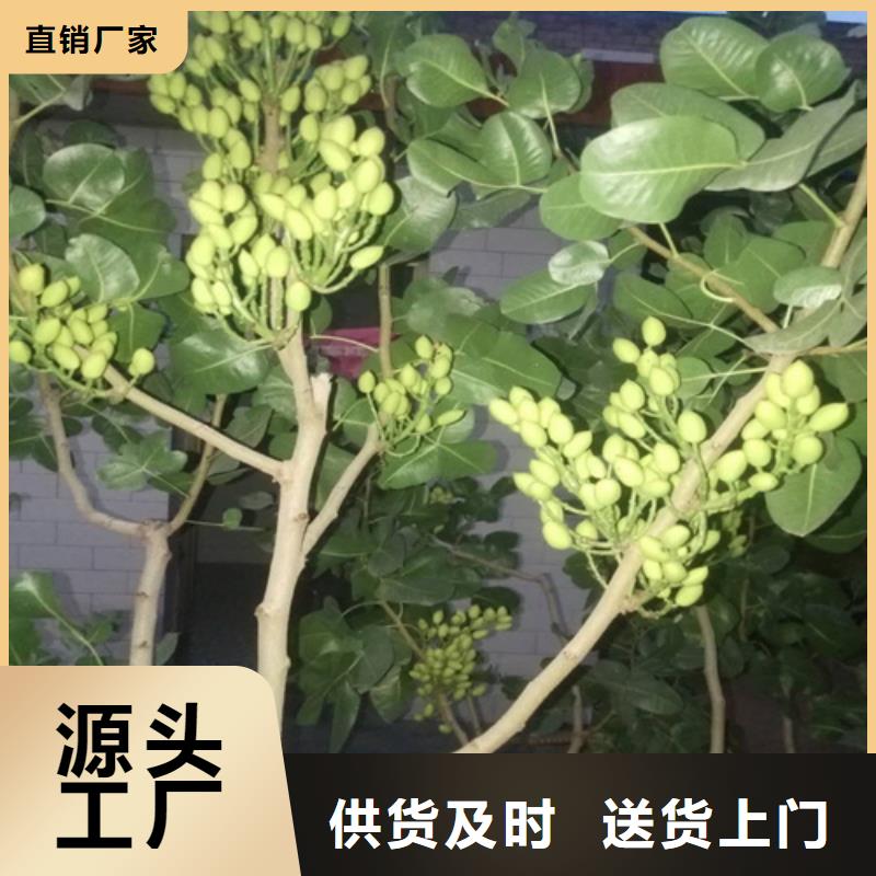 开心果蓝莓苗质量上乘多年行业积累