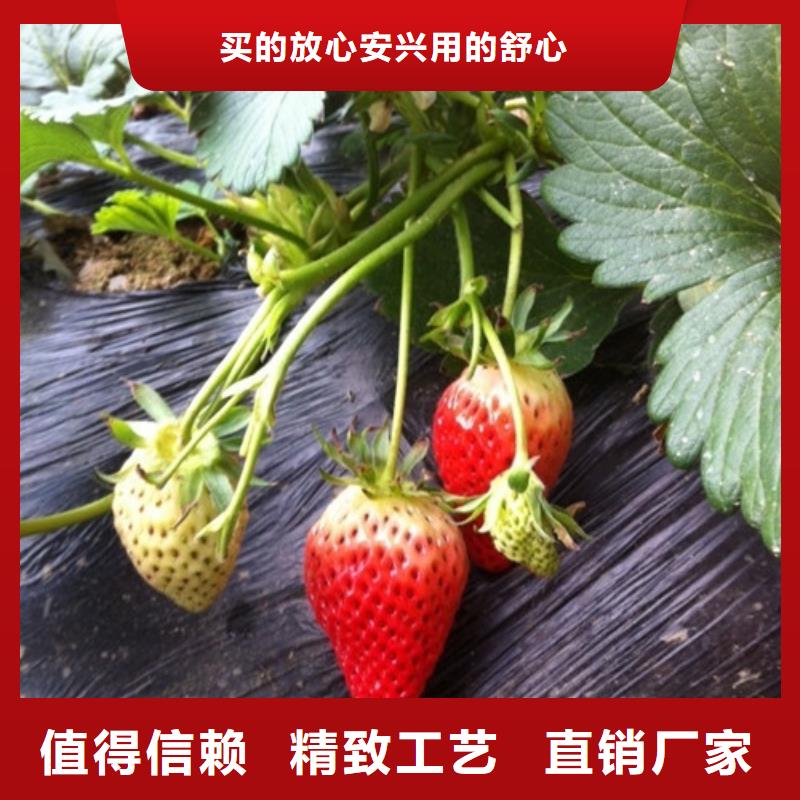 草莓苗_草莓苗价格实力厂商工厂现货供应